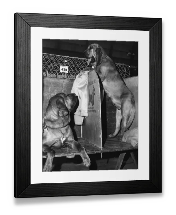 Framed Print : Where Is The Judge ? Framed Print : Where Is The Judge ?