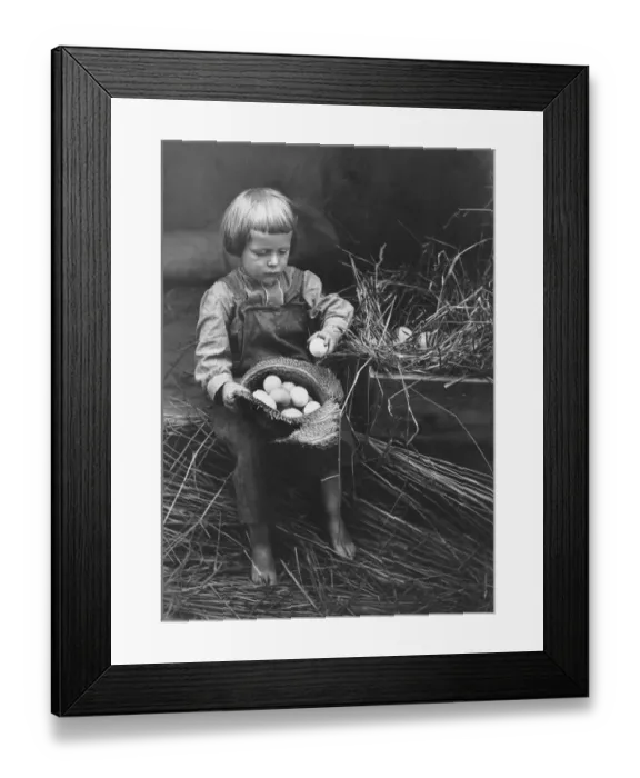 Framed Print : Counting Eggs Framed Print : Counting Eggs