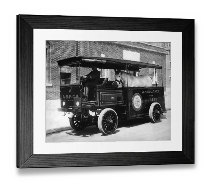 Framed Print : Horse Ambulance Framed Print : Horse Ambulance