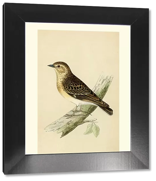 Natural History - Birds - Woodlark