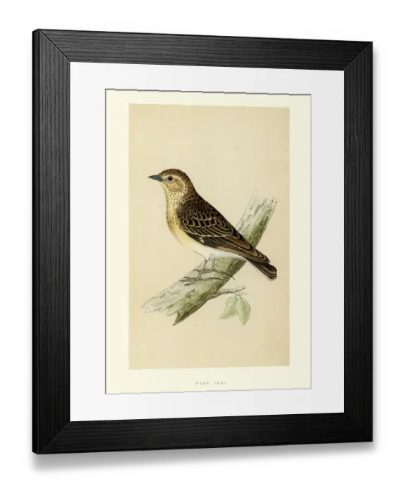 Framed Print : Natural History - Birds - Woodlark Framed Print : Natural History - Birds - Woodlark