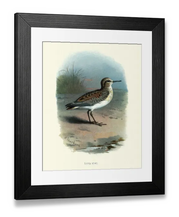 Framed Print : Natural history, birds, Waders, little stint (Calidris minuta) Framed Print : Natural history, birds, Waders, little stint (Calidris minuta)