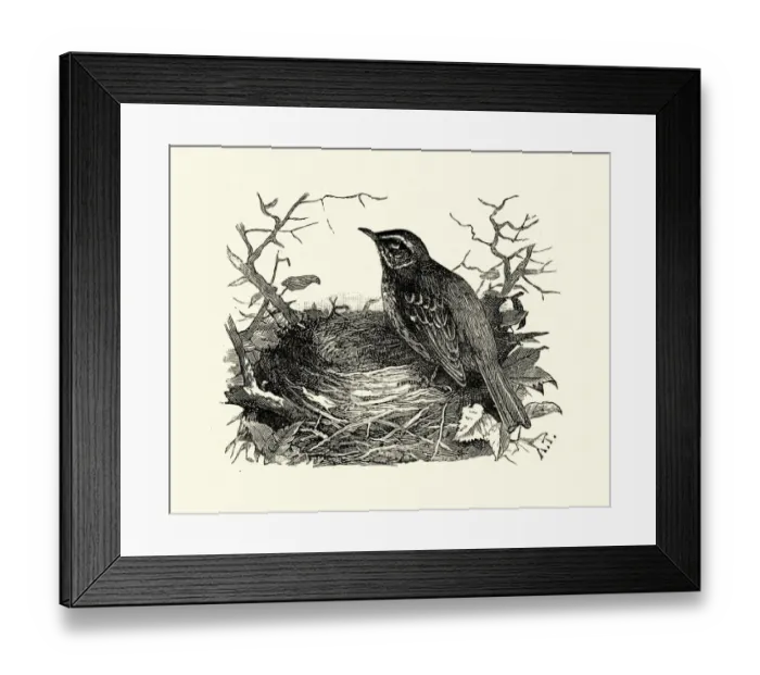 Framed Print : Natural history, Birds, redwing (Turdus iliacus) Framed Print : Natural history, Birds, redwing (Turdus iliacus)
