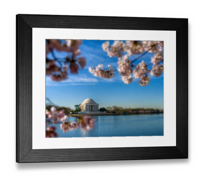 Framed Print : Jefferson Memorial framed by cherry blossoms Framed Print : Jefferson Memorial framed by cherry blossoms