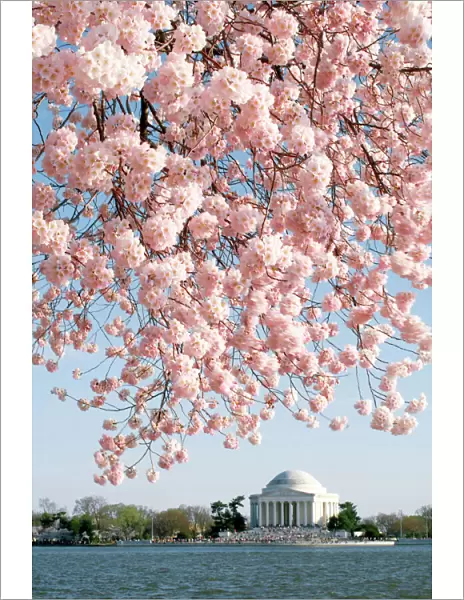 Washington DC Cherry Blossoms