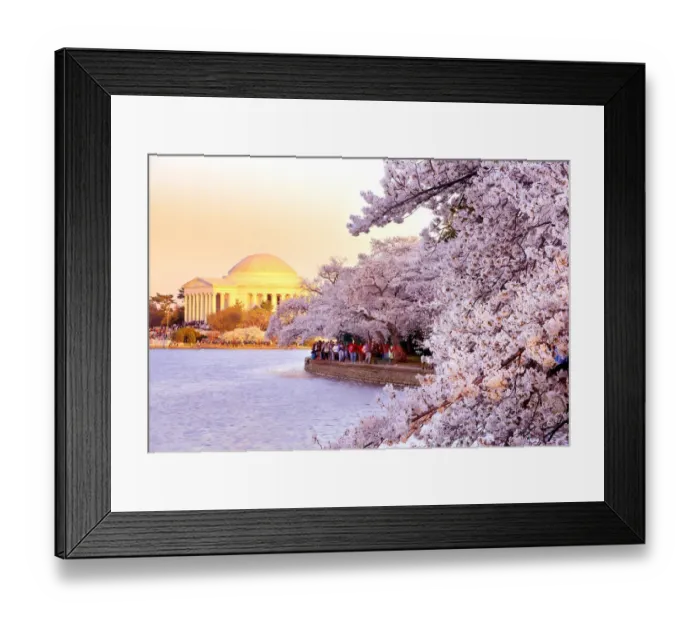 Framed Print : Washington DC cherry blossom Framed Print : Washington DC cherry blossom