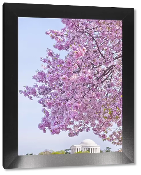USA, Washington DC, Cherry tree in blossom with Jefferson Memorial in background