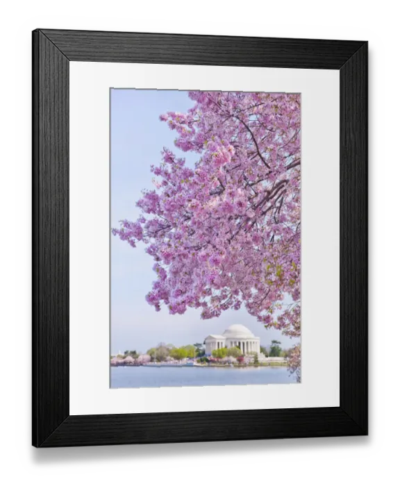 Framed Print : USA, Washington DC, Cherry tree in blossom with Jefferson Memorial in background Framed Print : USA, Washington DC, Cherry tree in blossom with Jefferson Memorial in background