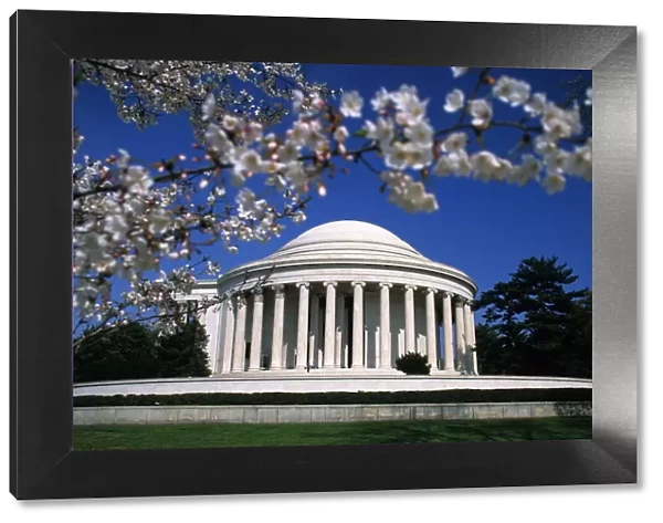 USA, Washington DC, The Mall, Jefferson Memorial, cherry tree