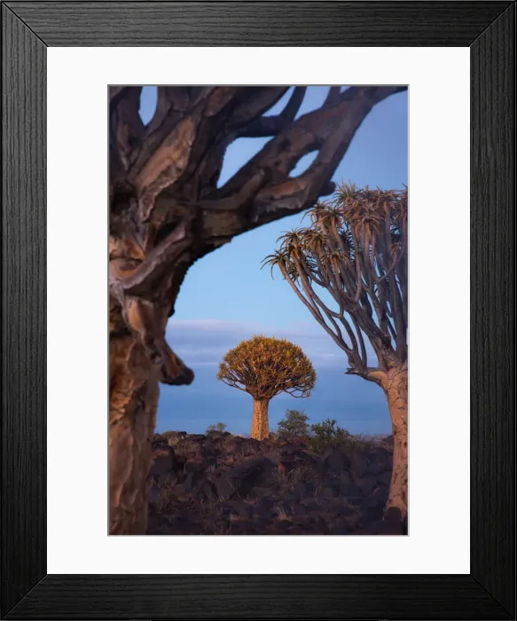 Framed Print : Quivertree forest in Keetmanshoop, Namibia Framed Print : Quivertree forest in Keetmanshoop, Namibia