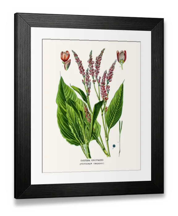 Framed Print : Eastern knotweed Framed Print : Eastern knotweed