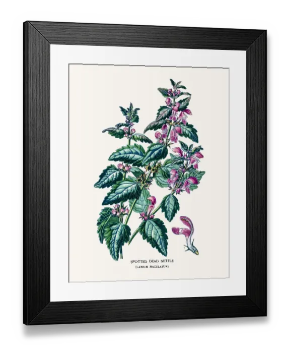 Framed Print : lamium maculatum Framed Print : lamium maculatum