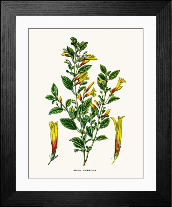 Framed Print : Brazilian fuchsia (Justicia rizzinii) Framed Print : Brazilian fuchsia (Justicia rizzinii)