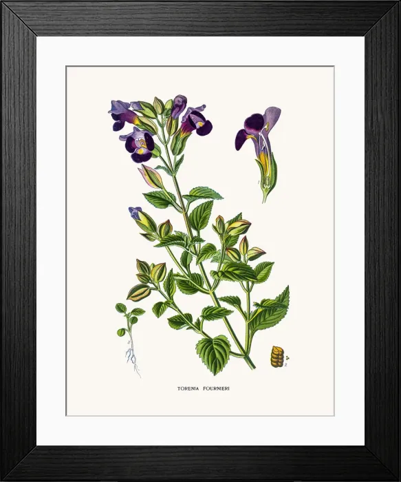 Framed Print : Bluewings flower Framed Print : Bluewings flower