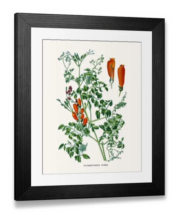 Framed Print : eccremocarpus scaber Framed Print : eccremocarpus scaber