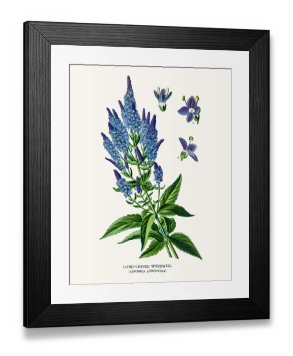 Framed Print : Speedwell flower Framed Print : Speedwell flower