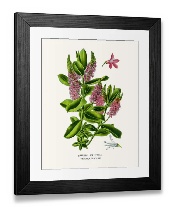 Framed Print : Speedwell flower Framed Print : Speedwell flower