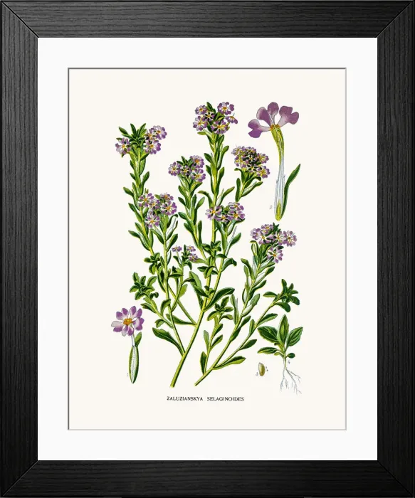 Framed Print : Zaluzianskya flower Framed Print : Zaluzianskya flower