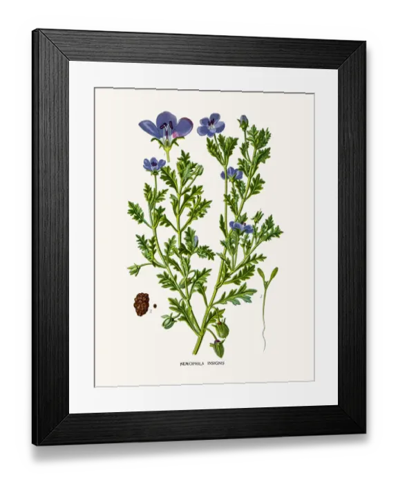 Framed Print : Baby Blue Eyes Framed Print : Baby Blue Eyes
