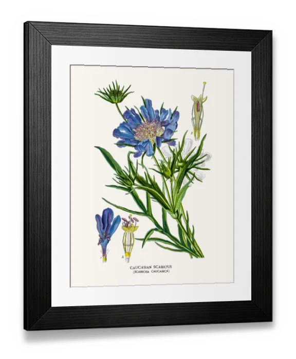 Framed Print : Scabious pincushion-flower Framed Print : Scabious pincushion-flower