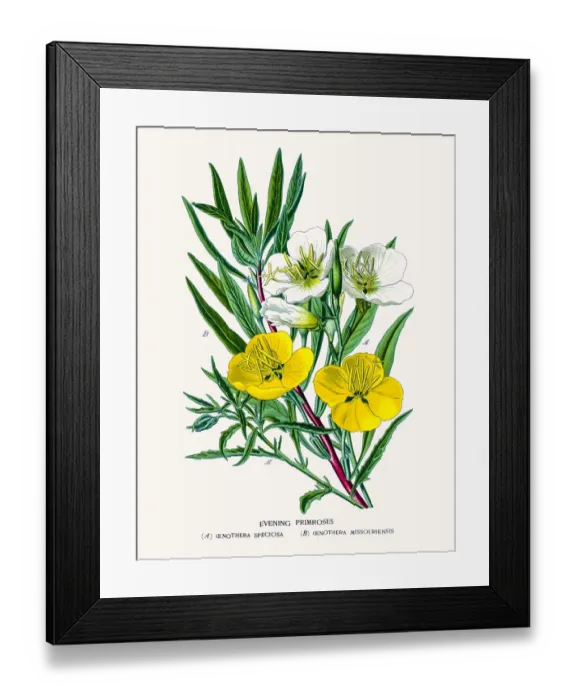 Framed Print : Evening primrose, suncups Framed Print : Evening primrose, suncups
