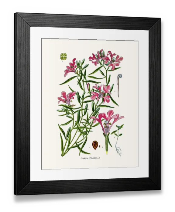 Framed Print : clarkia pulchella Framed Print : clarkia pulchella
