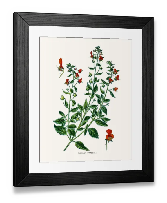 Framed Print : Mask flower Alonsoa flower Framed Print : Mask flower Alonsoa flower