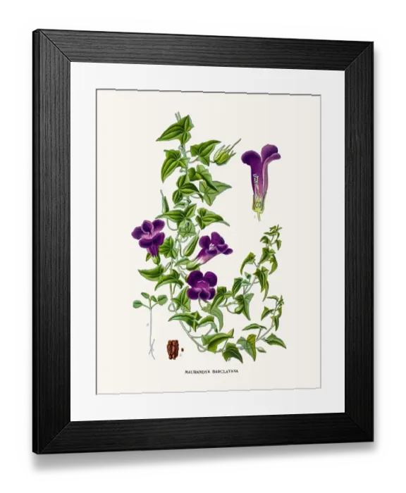 Framed Print : Maurandya flower Framed Print : Maurandya flower