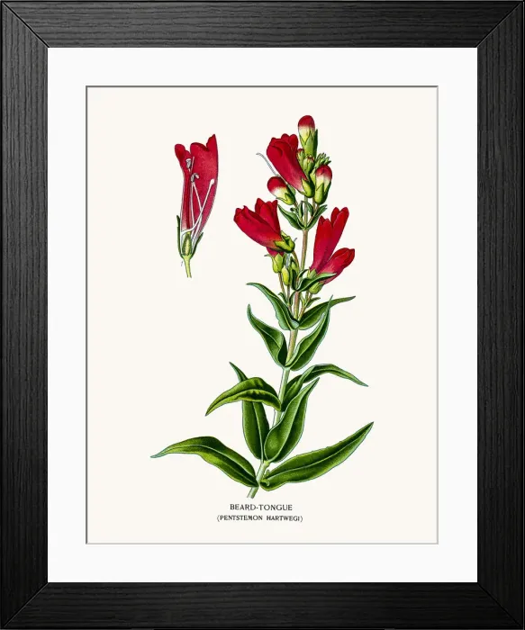 Framed Print : Beardtongues flower Framed Print : Beardtongues flower