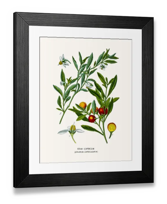 Framed Print : Cockroach berry Framed Print : Cockroach berry