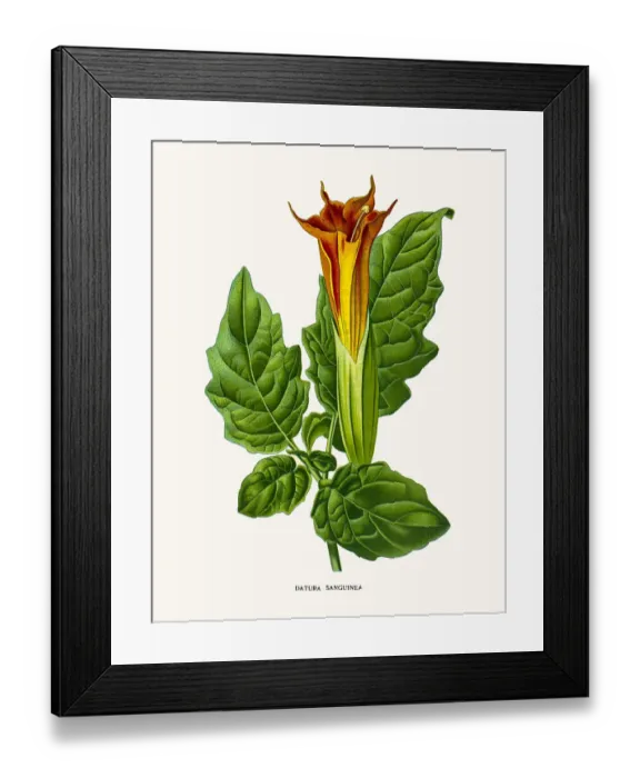 Framed Print : Devils trumpets Framed Print : Devils trumpets