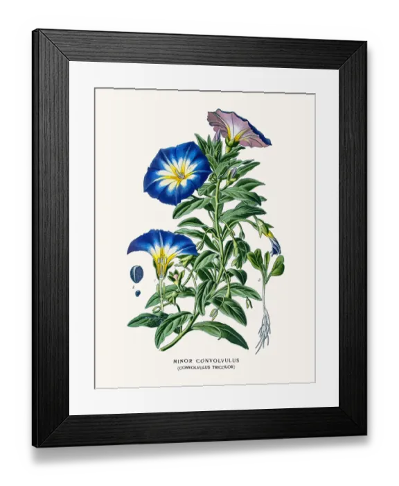 Framed Print : Convolvulus, Morning Glory Framed Print : Convolvulus, Morning Glory