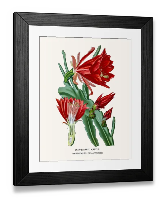 Framed Print : Leaf-Stemmed Cactus Framed Print : Leaf-Stemmed Cactus