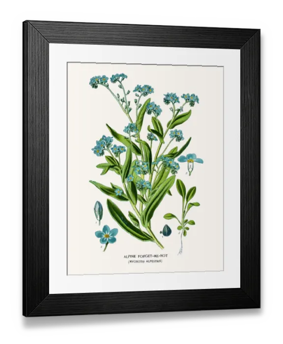 Framed Print : Alpine forget-me-not Framed Print : Alpine forget-me-not