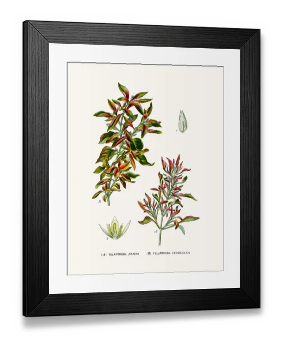 Framed Print : Telanthera plants Framed Print : Telanthera plants
