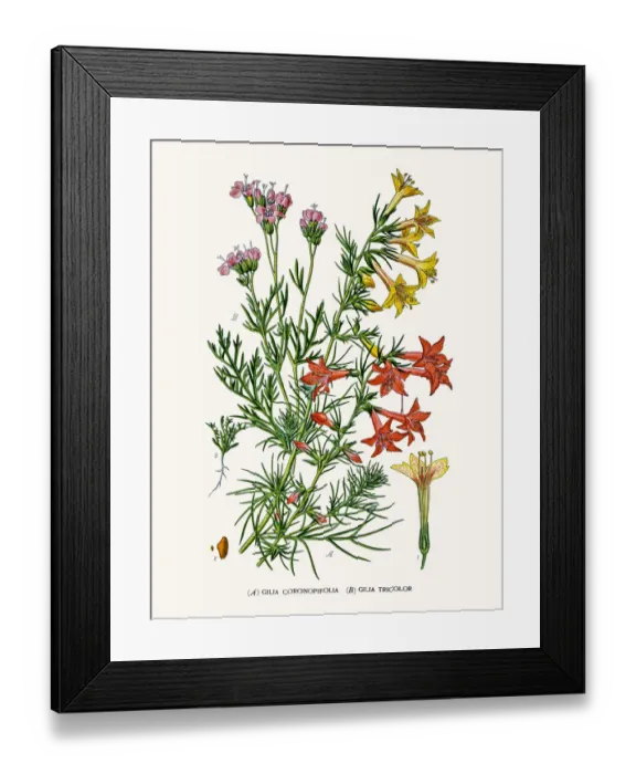 Framed Print : Phlox flower Framed Print : Phlox flower
