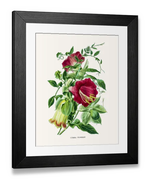 Framed Print : cup-and-saucer vine Framed Print : cup-and-saucer vine