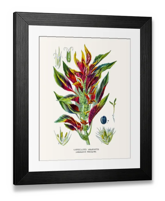 Framed Print : Amaranth flower Framed Print : Amaranth flower