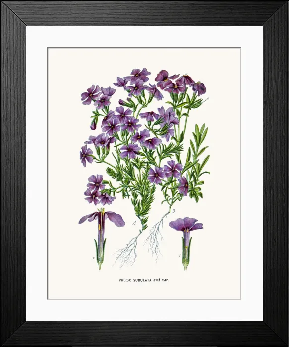 Framed Print : Phlox flower Framed Print : Phlox flower
