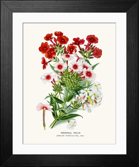 Framed Print : Phlox flower Framed Print : Phlox flower
