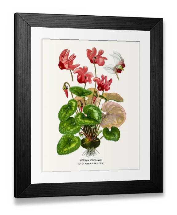 Framed Print : Persian cyclamen Framed Print : Persian cyclamen