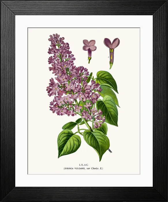 Framed Print : Lilac tree flower Framed Print : Lilac tree flower