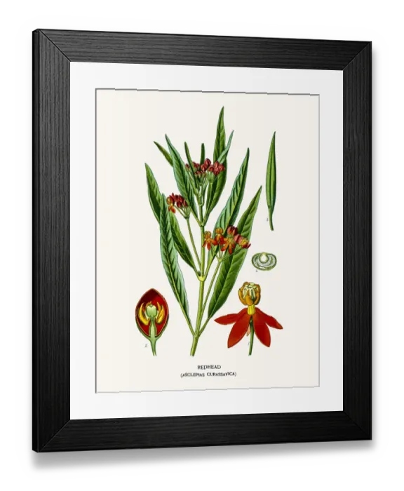 Framed Print : Redhead milkweed flower Framed Print : Redhead milkweed flower