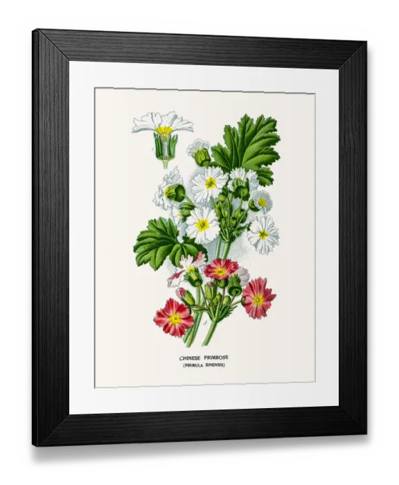 Framed Print : Chinese Primrose flower Framed Print : Chinese Primrose flower