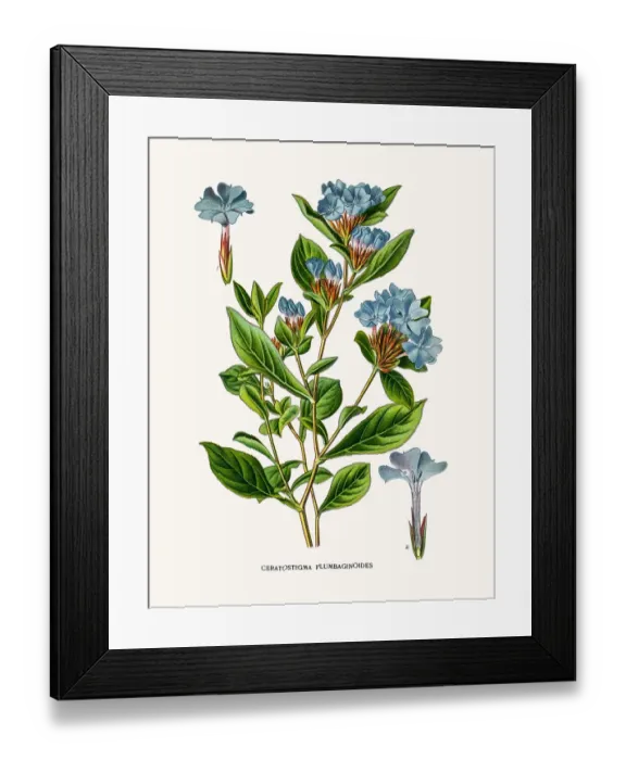 Framed Print : Leadwort or plumbago flower Framed Print : Leadwort or plumbago flower