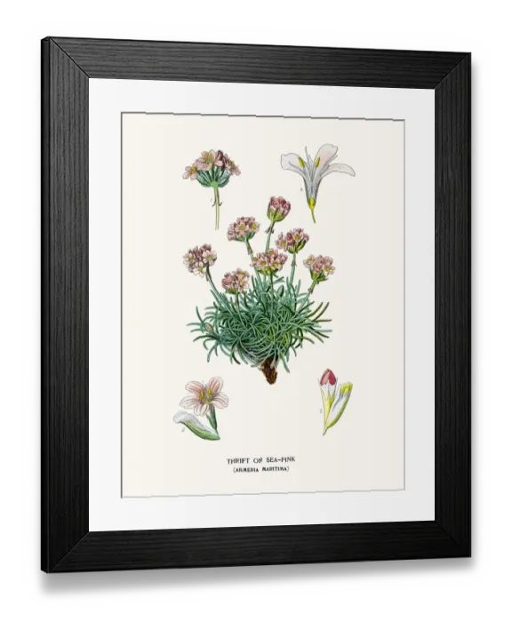 Framed Print : Sea pink flower Framed Print : Sea pink flower