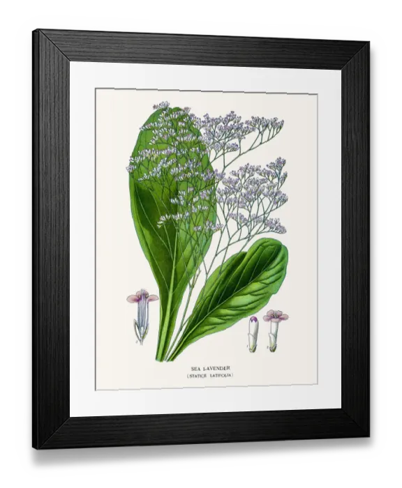 Framed Print : Sea Lavender Framed Print : Sea Lavender