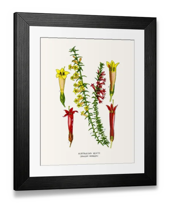 Framed Print : Heath flower Framed Print : Heath flower
