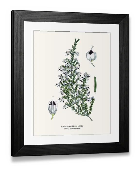 Framed Print : Black anthered heath flower Framed Print : Black anthered heath flower