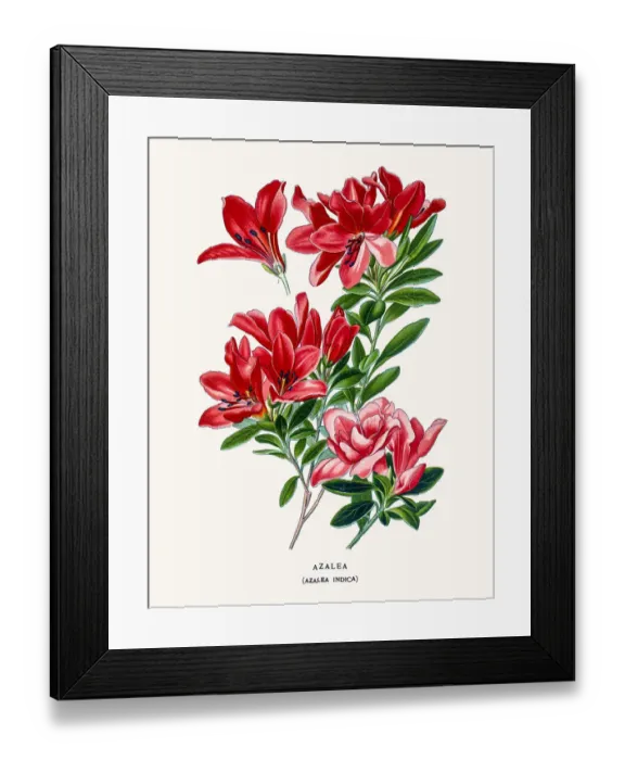 Framed Print : Azalea flower Framed Print : Azalea flower